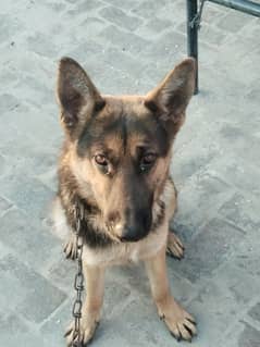 German shepherd for sale