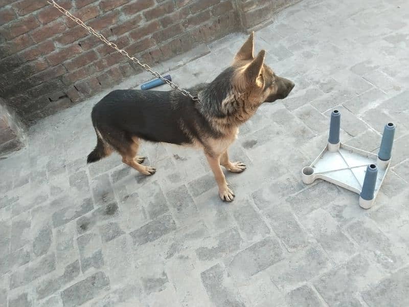 German shepherd for sale 1