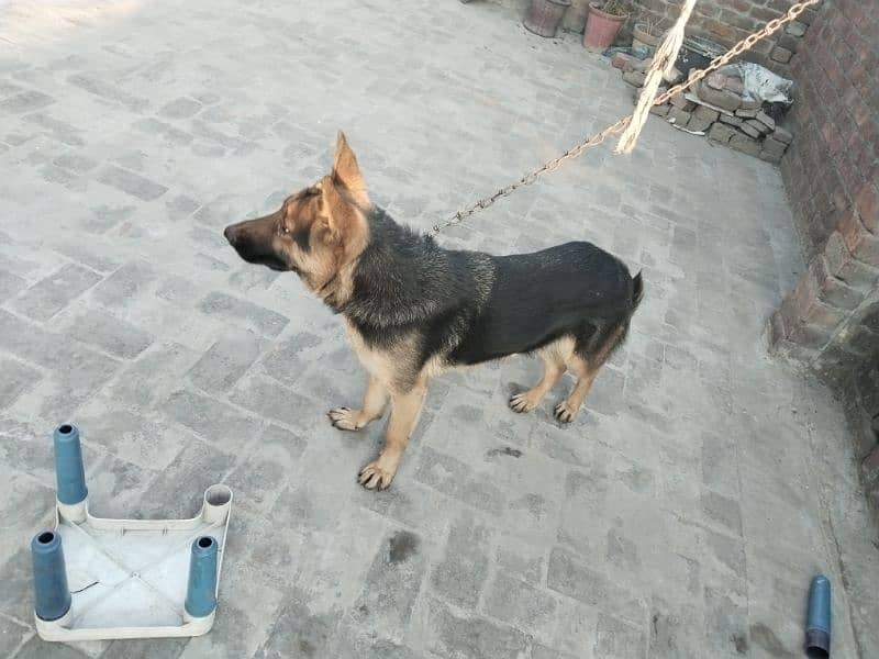 German shepherd for sale 2