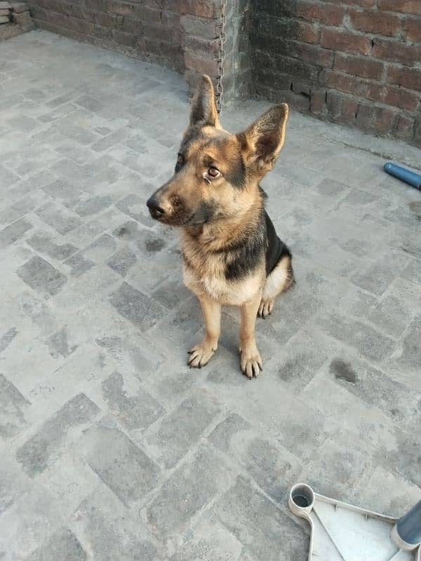 German shepherd for sale 3