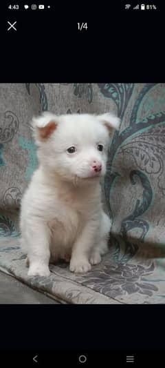 Russian dog with pink nose, cute Russian puppy