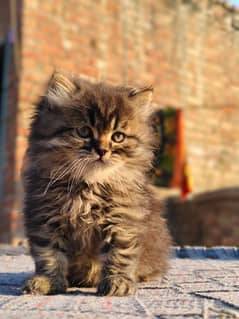 persian male kitten in tabby pattren 03234102419