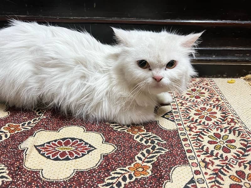 white persion cat 2