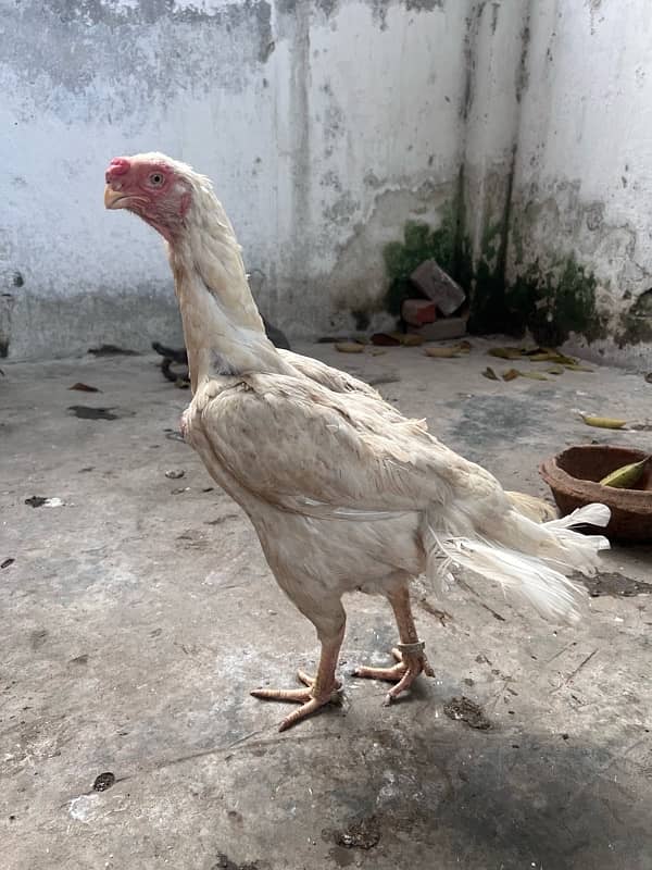 parrat beak and shamo female 0