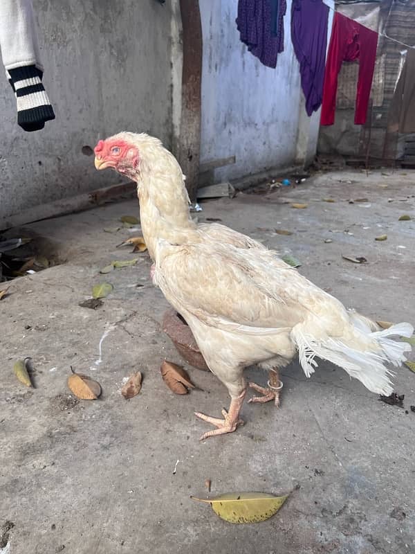 parrat beak and shamo female 1