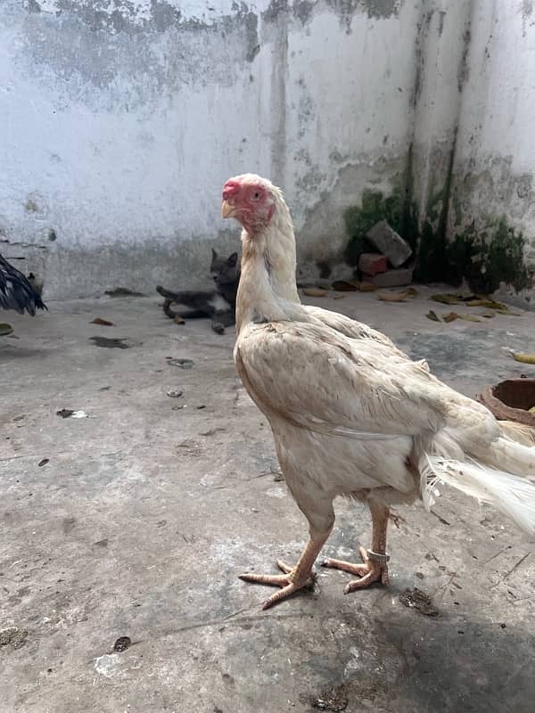 parrat beak and shamo female 2