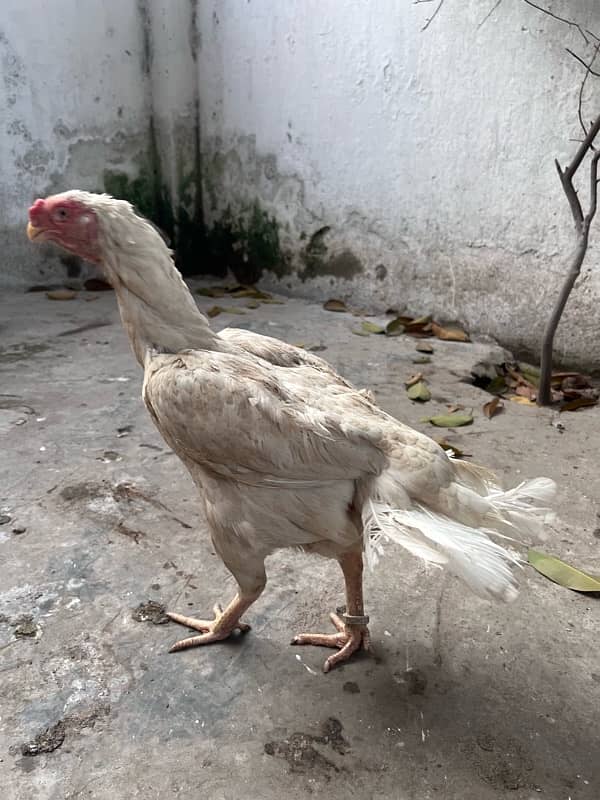 parrat beak and shamo female 3