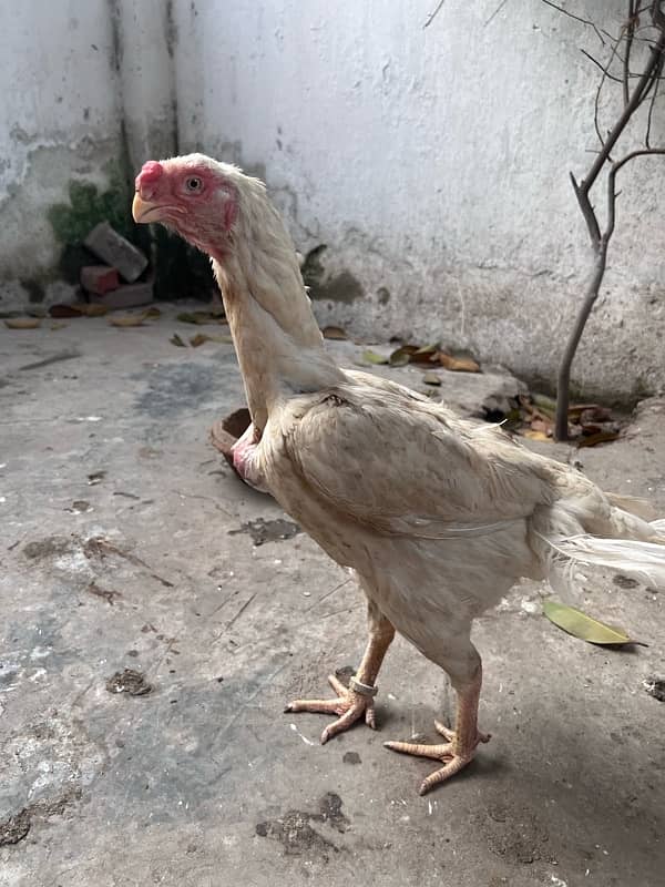 parrat beak and shamo female 4