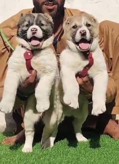 afghani kochi pair |  kabile dabal hadi full security dogs for sale