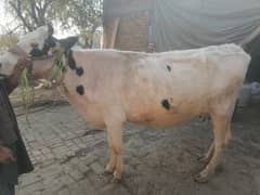 Buffalo / Friezan / dasi cow / بھینس /cow for sale