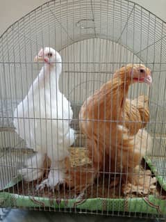 White And Golden Heavy Buff Chicks (1 piece)