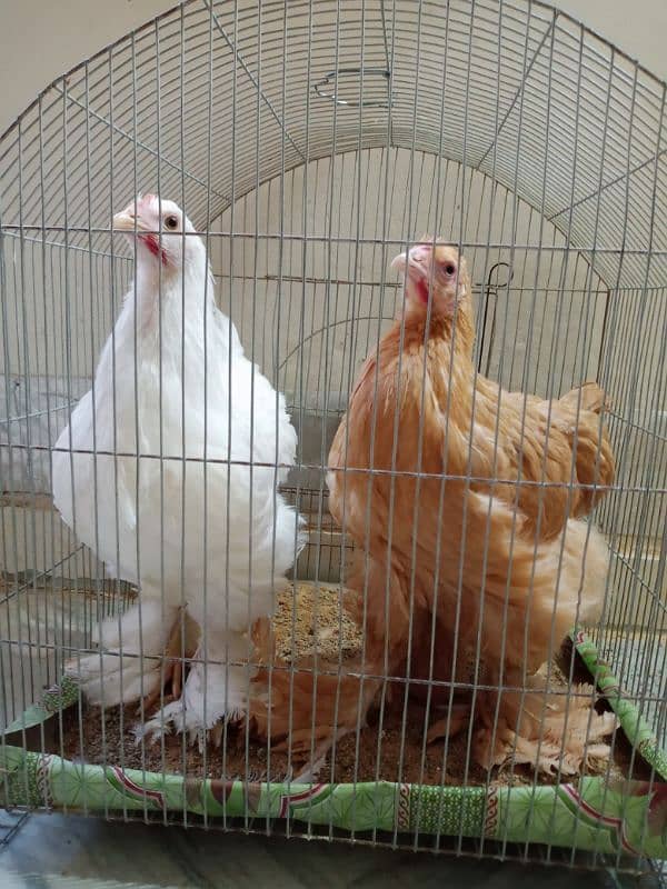 White And Golden Heavy Buff Chicks (1 piece) 1