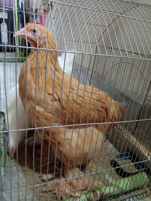 White And Golden Heavy Buff Chicks (1 piece) 2