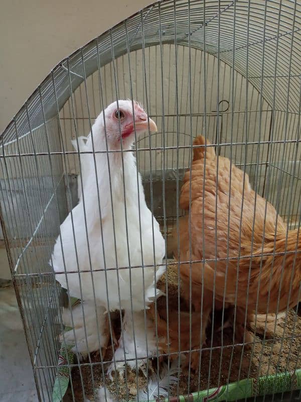 White And Golden Heavy Buff Chicks (1 piece) 3