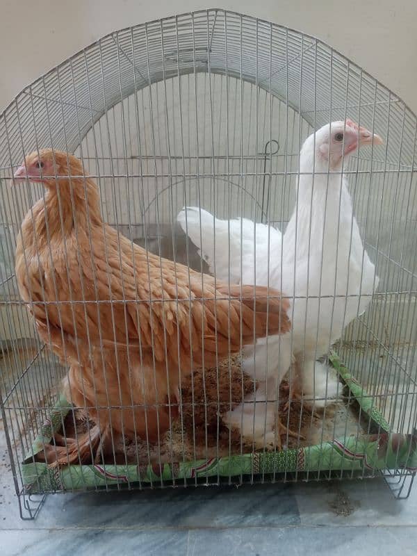 White And Golden Heavy Buff Chicks (1 piece) 5