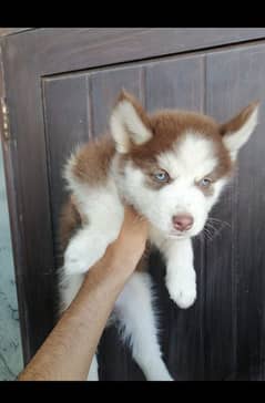 Brown Siberian husky blue eyes