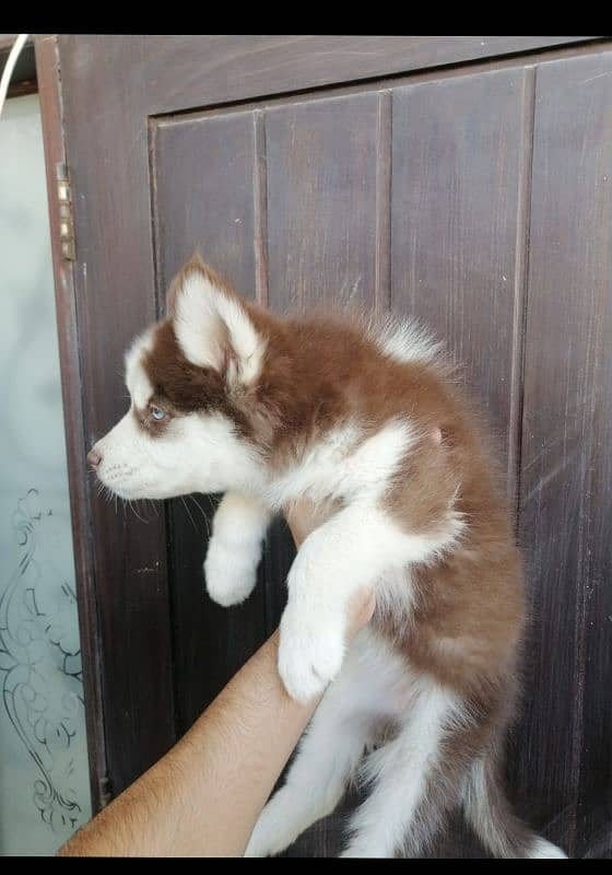 Brown Siberian husky blue eyes 1