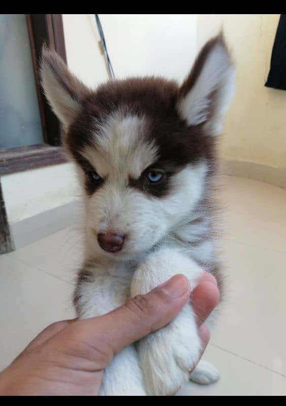 Brown Siberian husky blue eyes 2