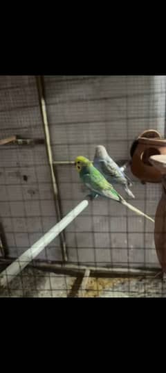 Parrots Colony For SALE