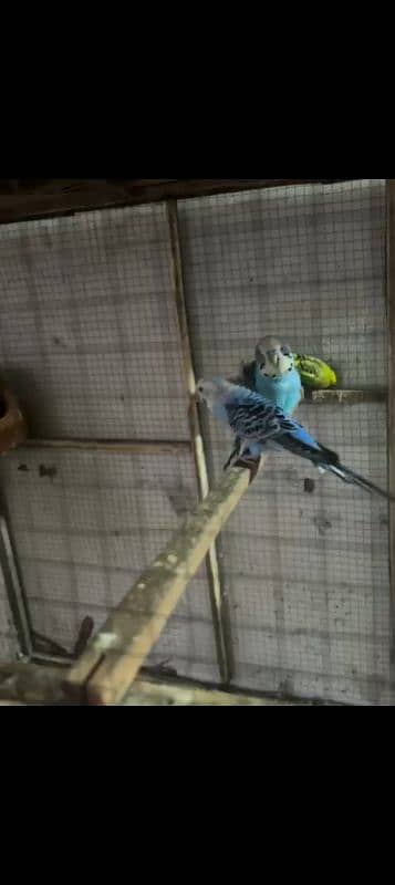 Parrots Colony For SALE 1