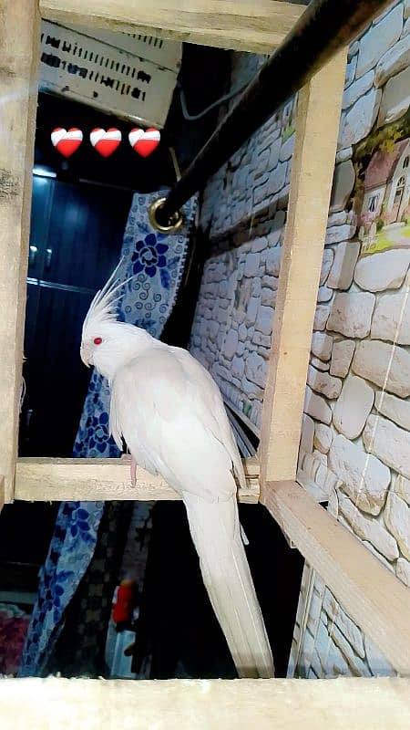 Parrots Colony For SALE 14