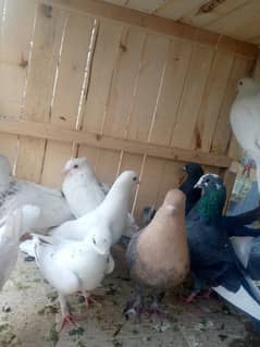 Fancy pegions for sale 500 per CARGO AVAILABLE