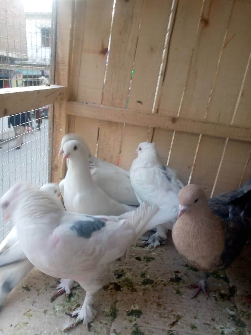 Fancy pegions for sale 500 per CARGO AVAILABLE 1