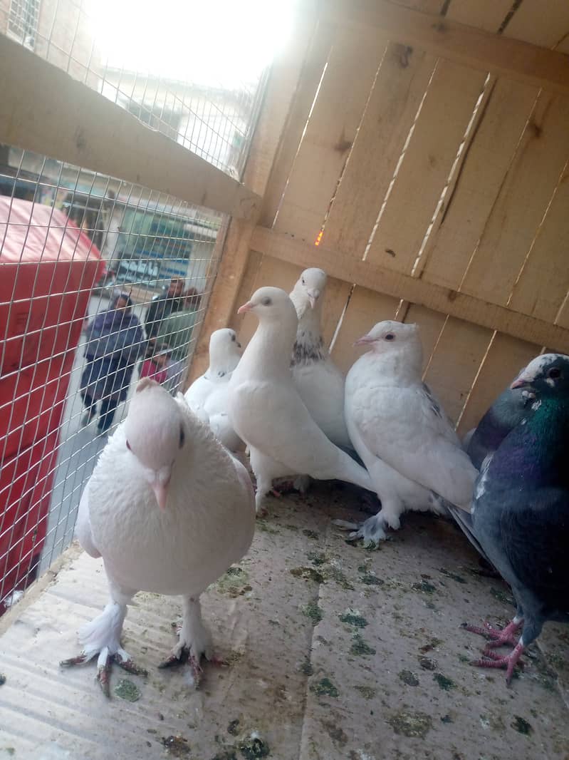 Fancy pegions for sale 500 per CARGO AVAILABLE 3