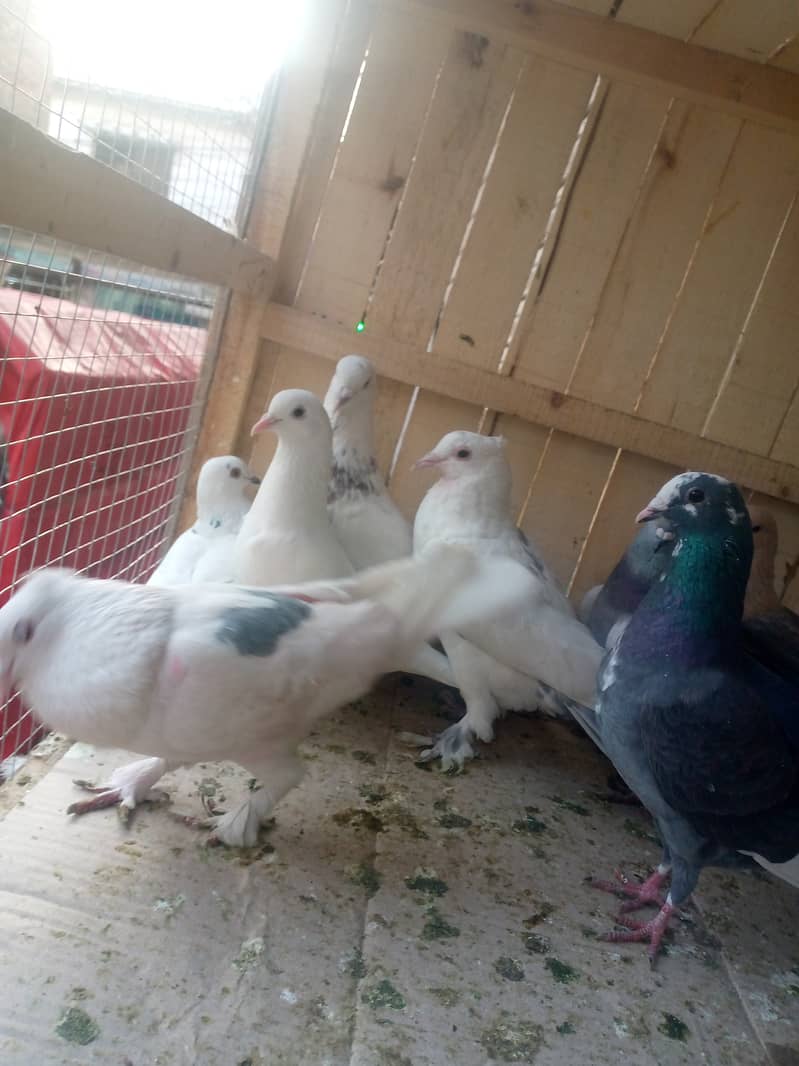 Fancy pegions for sale 500 per CARGO AVAILABLE 4