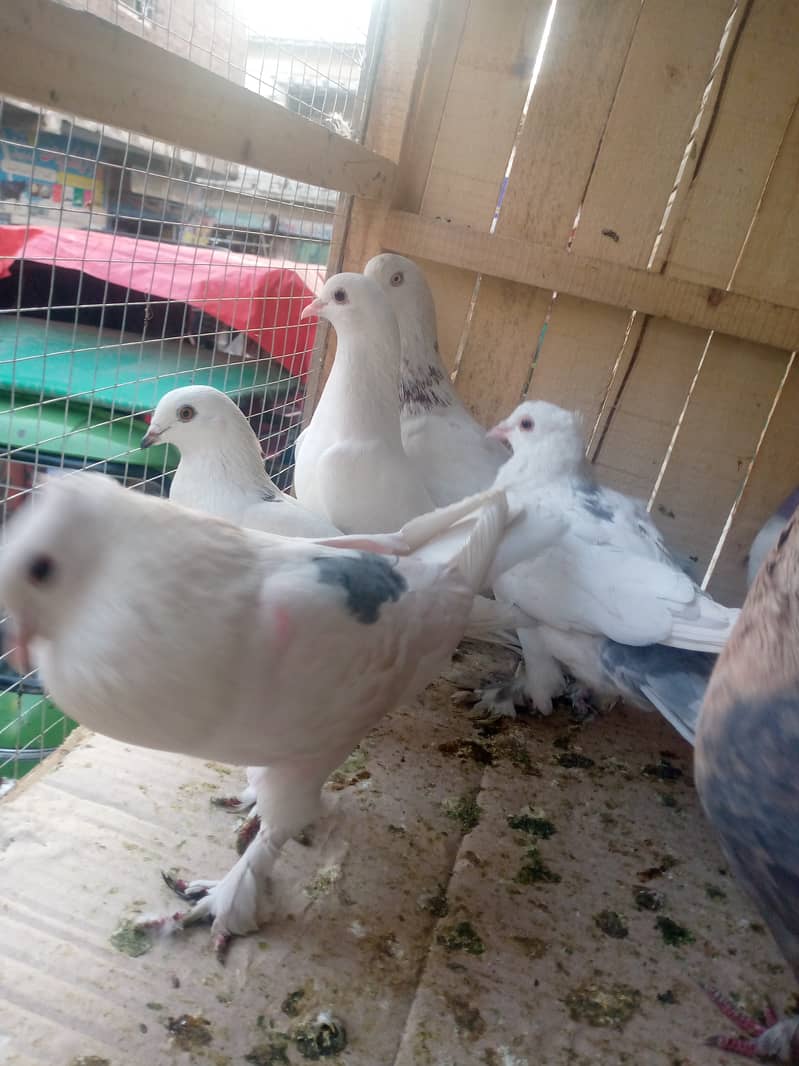 Fancy pegions for sale 500 per CARGO AVAILABLE 5