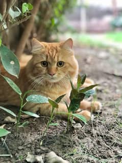 persian triple coated male litter trained