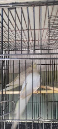 2 pairs cocktail with cage for sale