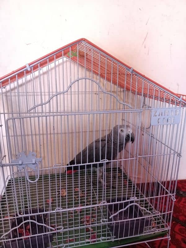 Grey parrot age confirm ni ha 0