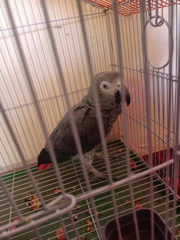 Grey parrot age confirm ni ha 1