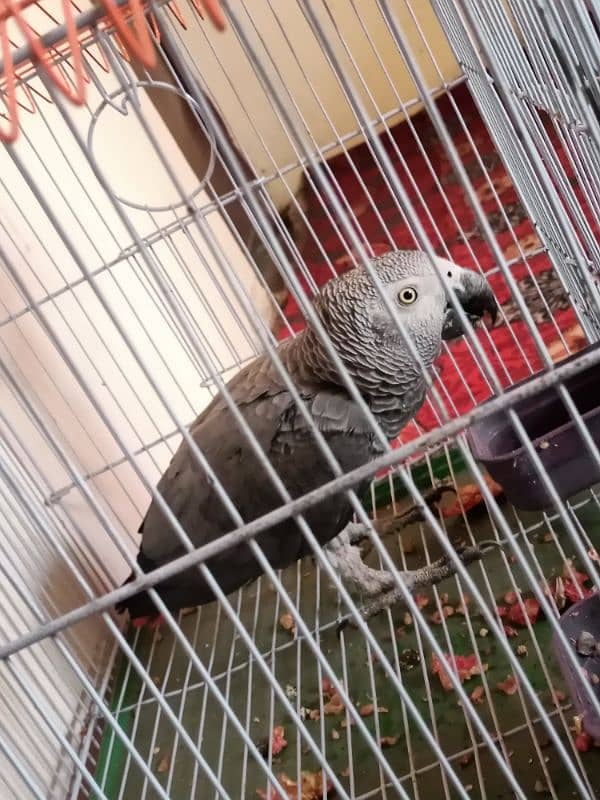 Grey parrot age confirm ni ha 3