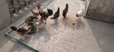 golden misri desi hens and murga