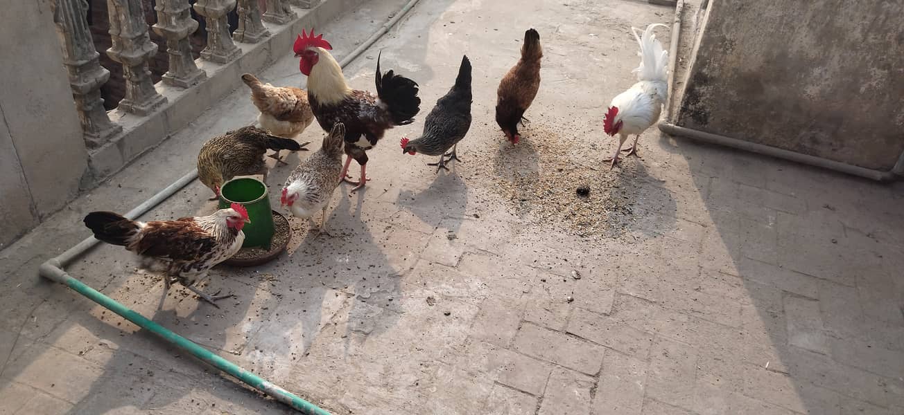 golden misri desi hens and murga 0