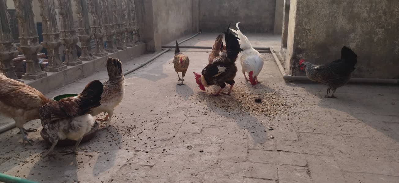 golden misri desi hens and murga 1