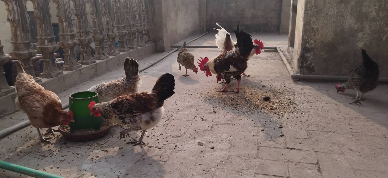 golden misri desi hens and murga 2