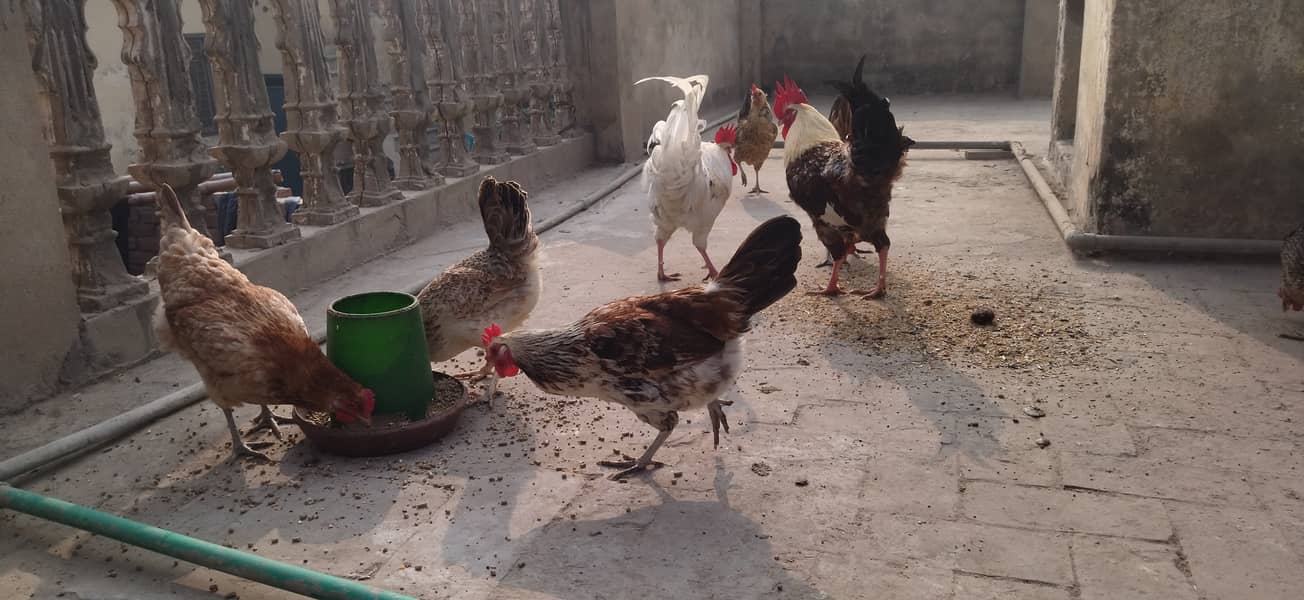 golden misri desi hens and murga 3