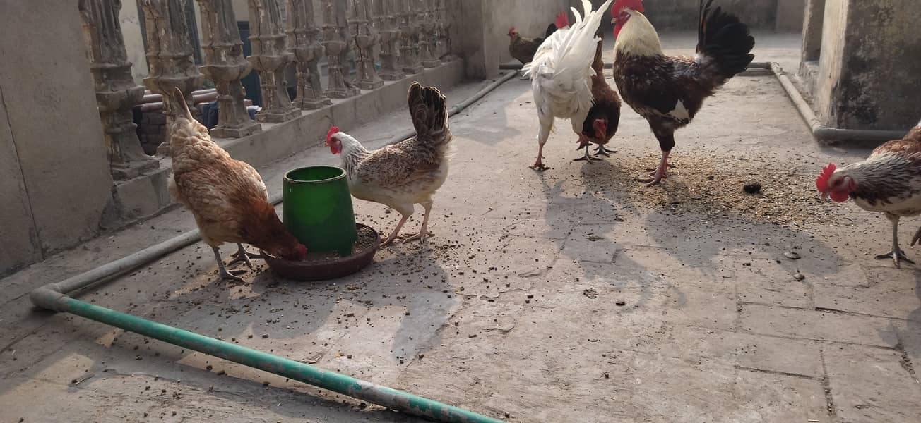 golden misri desi hens and murga 4