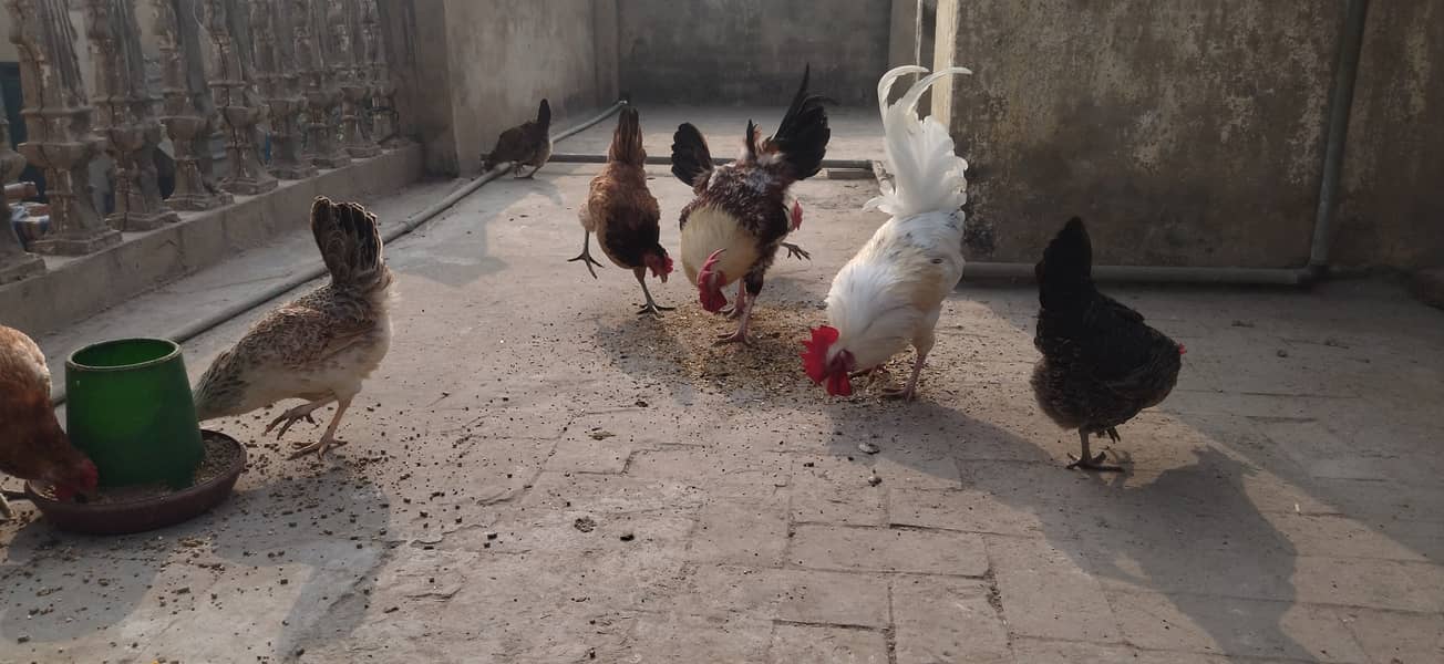 golden misri desi hens and murga 5