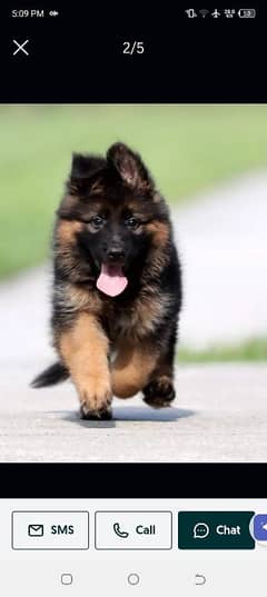 German Shepherd puppies 03262839519