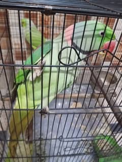 raw parrot for sale