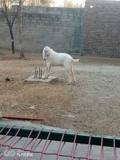 2 Bakray for sale 9 mahena qurbani kaliye monasib