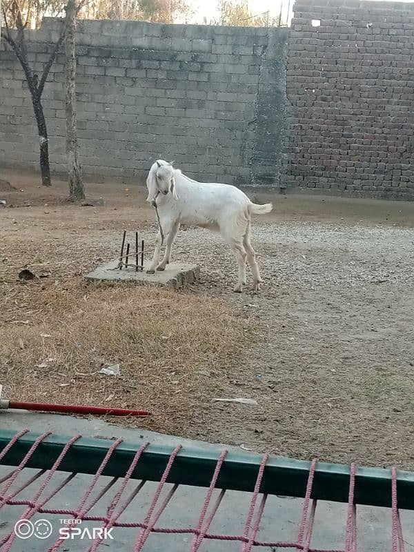 2 Bakray for sale 9 mahena qurbani kaliye monasib 0