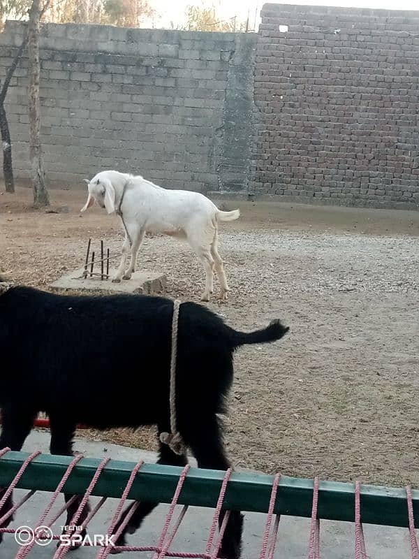 2 Bakray for sale 9 mahena qurbani kaliye monasib 1