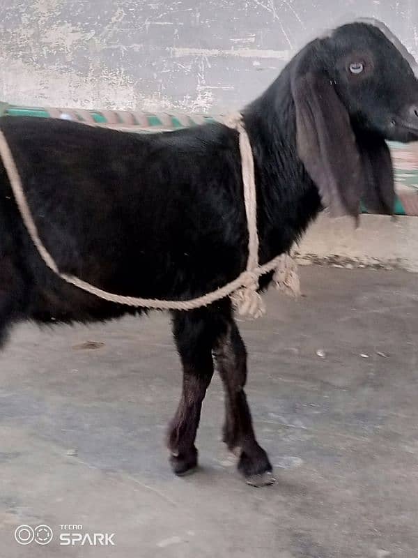 2 Bakray for sale 9 mahena qurbani kaliye monasib 2