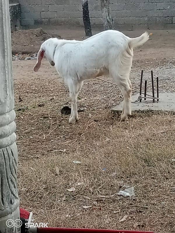 2 Bakray for sale 9 mahena qurbani kaliye monasib 4