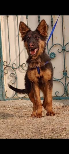 German Shepherd female 3 months for sale